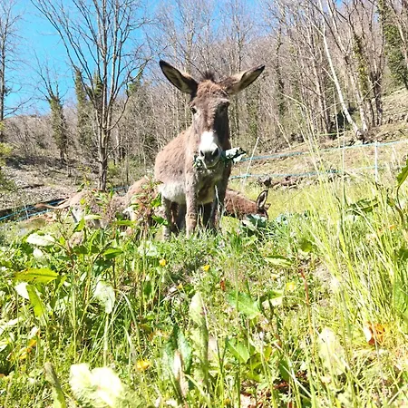 La Nel Bosco Apartman Berzo